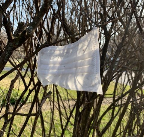 A white cloth attached to treelimbs in the sun.